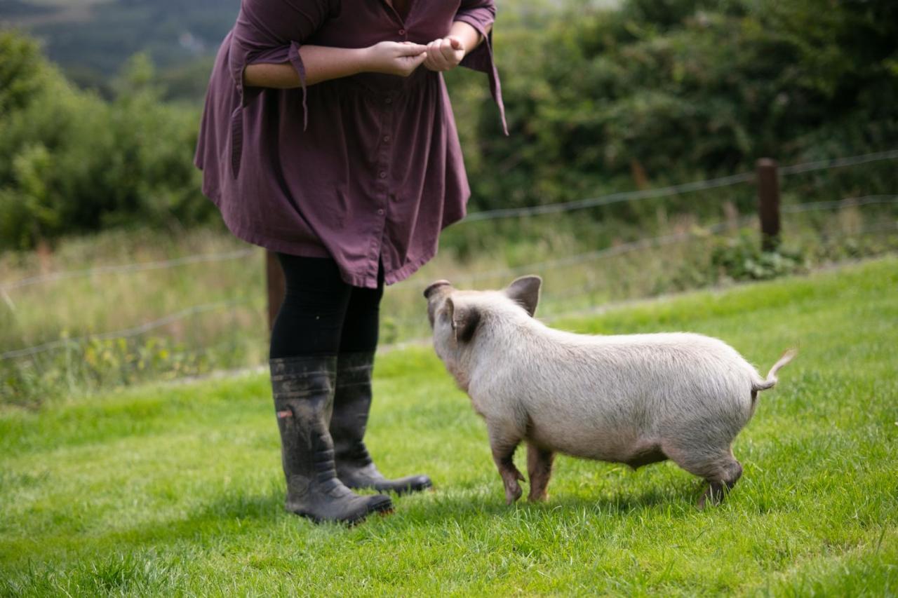 Cwtch Farm Bed & Breakfast Ystalyfera 외부 사진